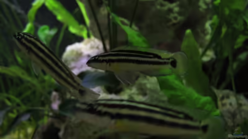 Julidochromis ornatus im Aquarium (Einrichtungsbeispiele mit Gelber Schlankcichlide)