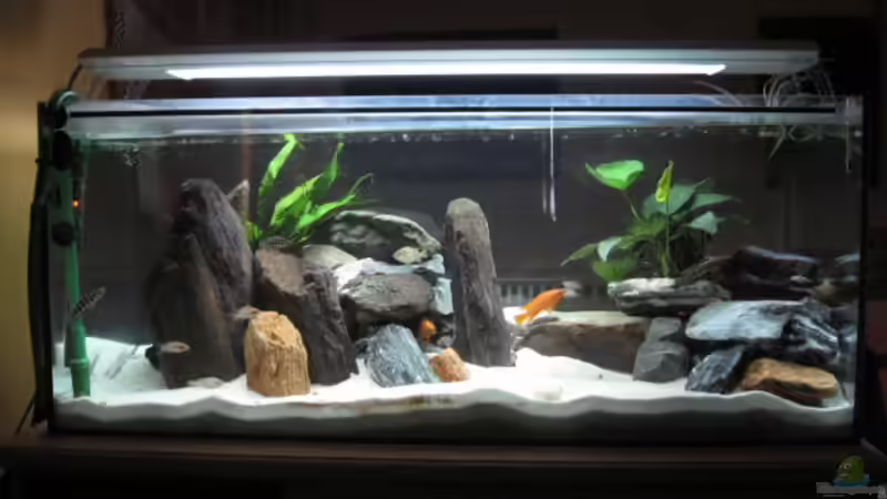 300 l; Tanganjikabecken 300 l; Tanganjikabecken