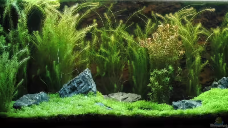 300 Liter Garnelenbecken 300 Liter Garnelenbecken