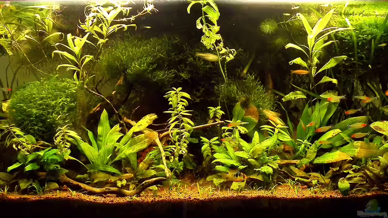 31.05.2012 - Gesamtansicht 31.05.2012 - Gesamtansicht