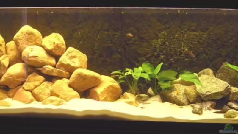 320 liter Tanganjika-Becken 320 liter Tanganjika-Becken