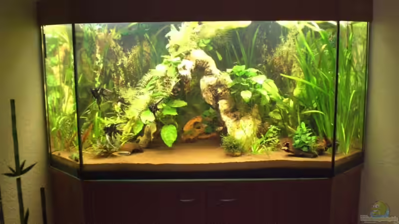 350 l Deltabecken Südamerika 350 l Deltabecken Südamerika