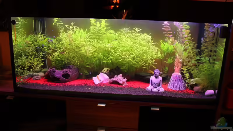 350l Geselschaftsbecken 350l Geselschaftsbecken