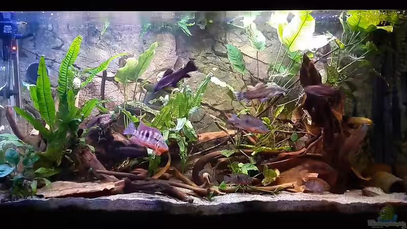 360 Liter Mittelamerika 2020 (läuft seit 2015) 360 Liter Mittelamerika 2020 (läuft seit 2015)