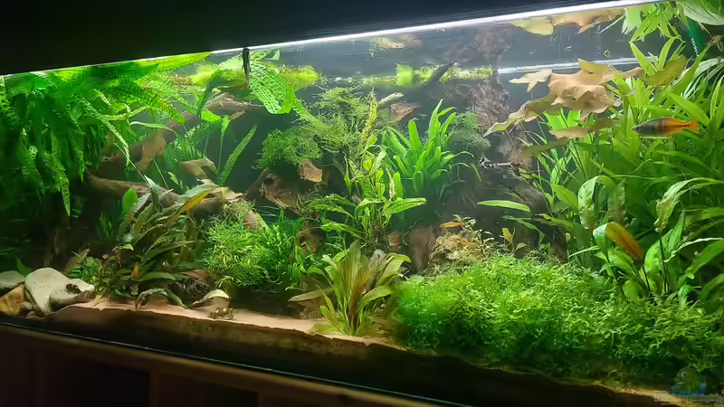 375l Asien 375l Asien