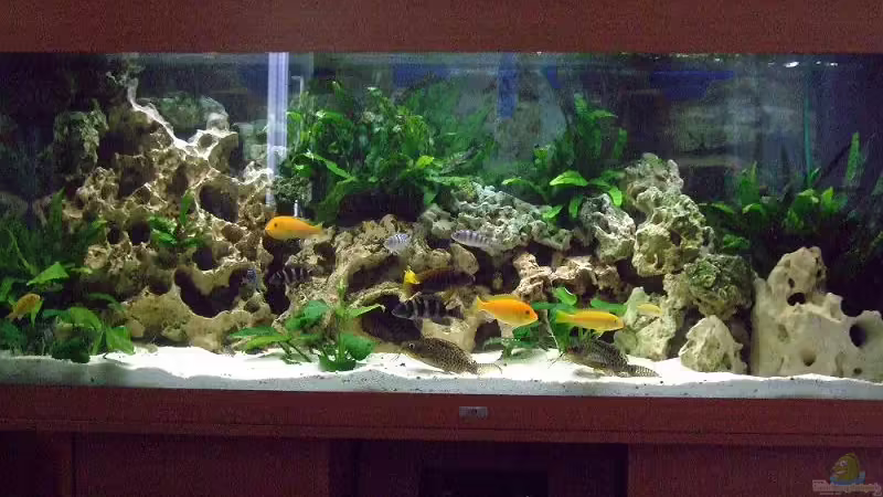 400 Ltr. Mbuna-Becken 400 Ltr. Mbuna-Becken