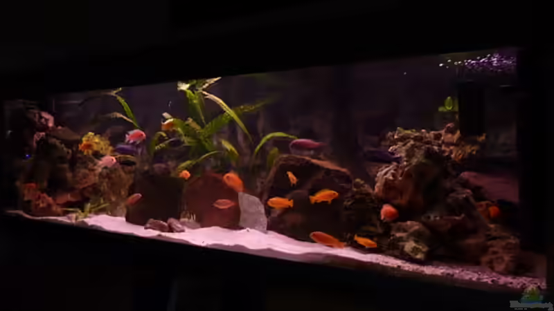 450 L Lake Malawi Becken 450 L Lake Malawi Becken