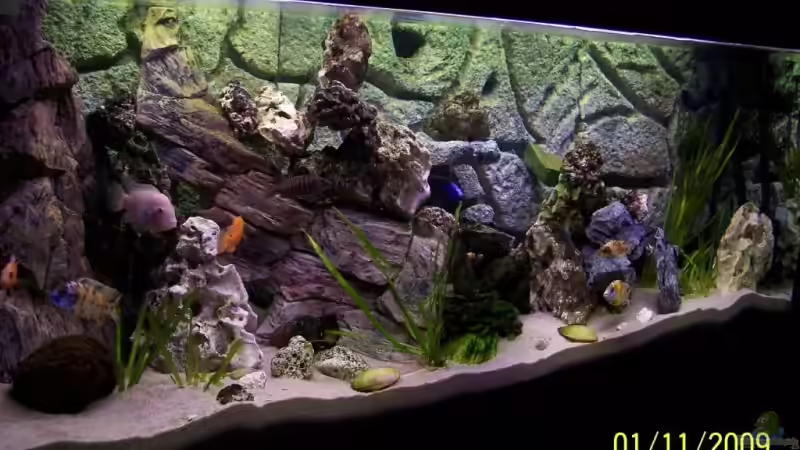 450 Liter Malawi 450 Liter Malawi