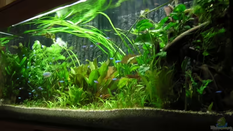 450L Diskus und Gesellschaftsbecken vom 09.07.2009 450L Diskus und Gesellschaftsbecken vom 09.07.2009