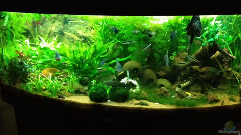 450Liter geb. Frontscheibe 450Liter geb. Frontscheibe