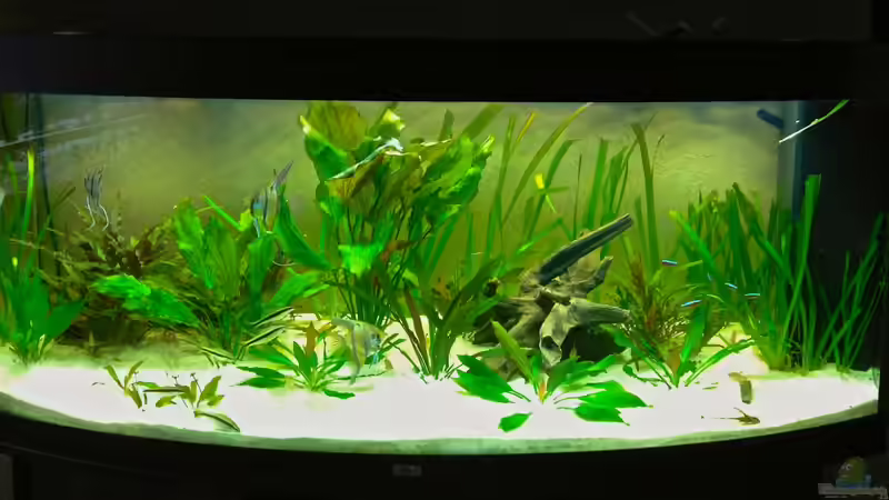 450ltr. Becken vor der Umstellung auf Torf 450ltr. Becken vor der Umstellung auf Torf