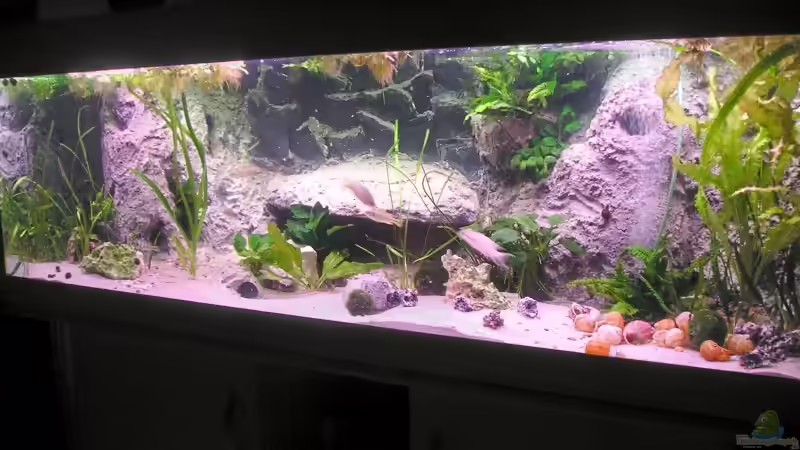 480l Tanganjika 480l Tanganjika