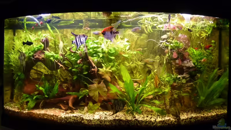 5 Kunterbunte Skalare, 3 Regenbogenfische etc. 5 Kunterbunte Skalare, 3 Regenbogenfische etc.