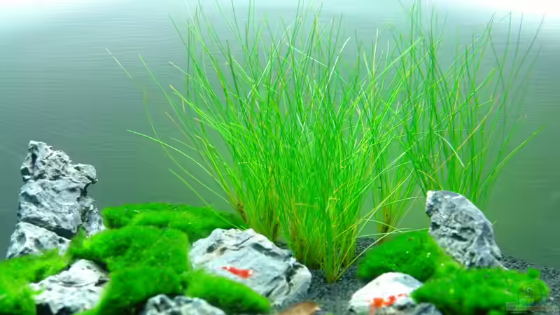 5 Liter Nano 5 Liter Nano