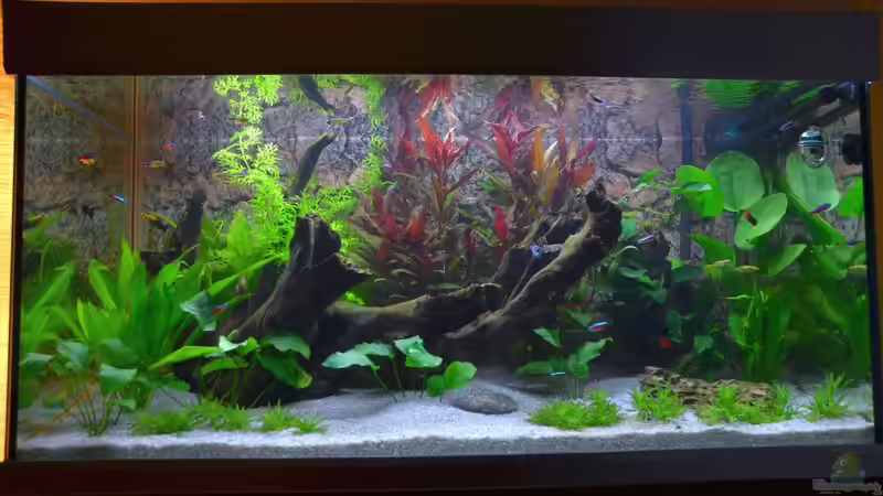 5 Wochen Jung 5 Wochen Jung