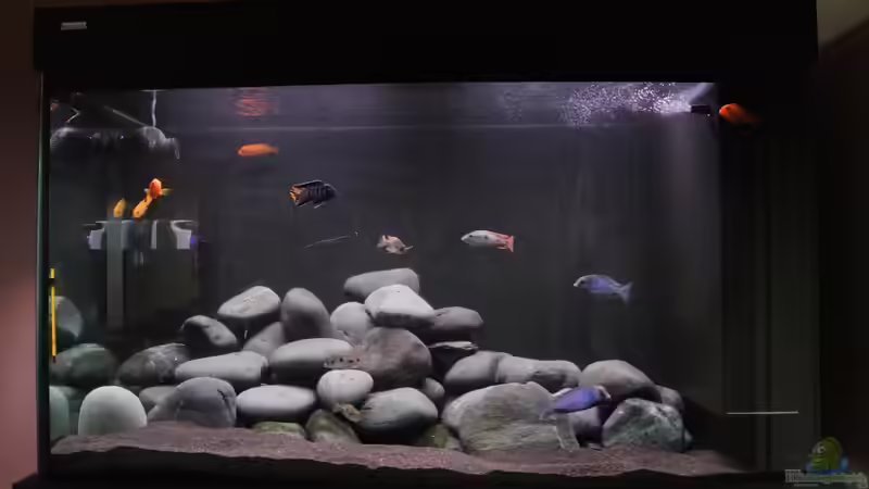 500 Liter Malawisee Becken 500 Liter Malawisee Becken