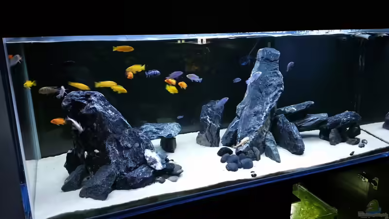500L Malawibecken African Cichlid Tank 500L Malawibecken African Cichlid Tank