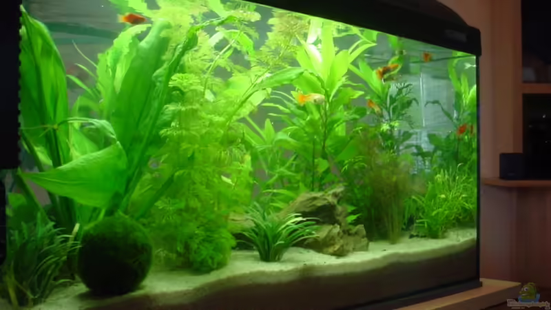 54 L Becken 54 L Becken