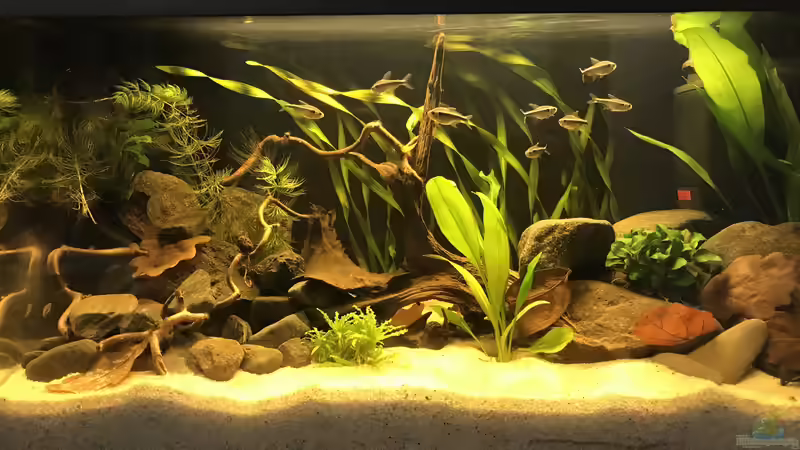 54-Liter: Darum kannst du in der Aquariumgröße kaum Fische halten