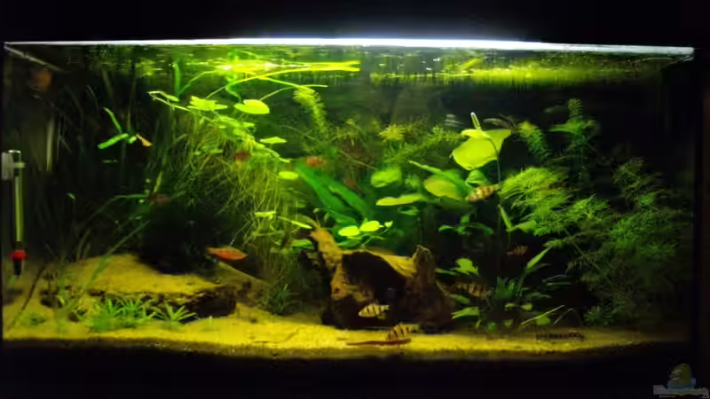 54er Asien-Becken 54er Asien-Becken