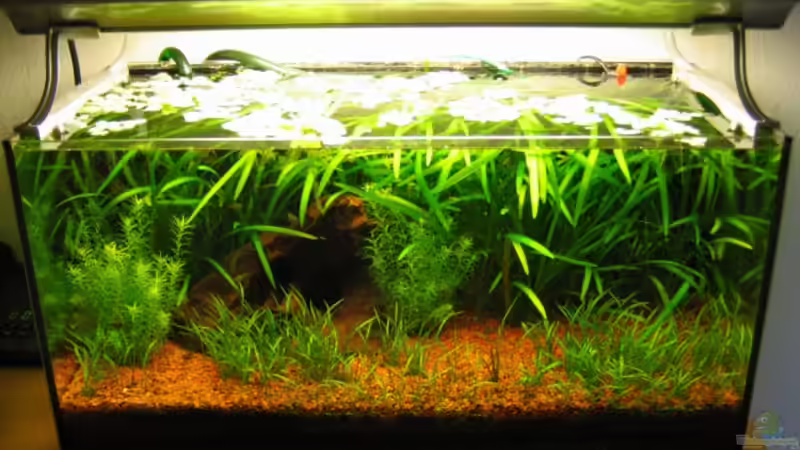 54l - offen - mit Blitz 54l - offen - mit Blitz