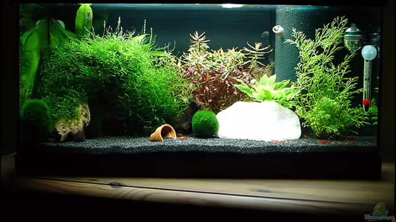 56 Liter Red-Fire Garnelenbecken 56 Liter Red-Fire Garnelenbecken