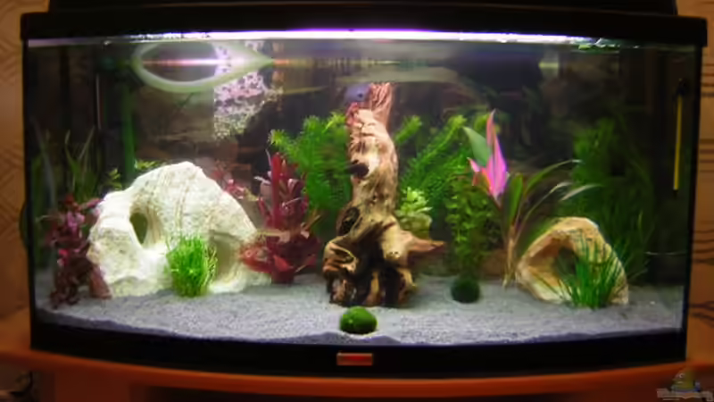 6. Dez. 2005 mit ersten Pflanzen ... 6. Dez. 2005 mit ersten Pflanzen ...