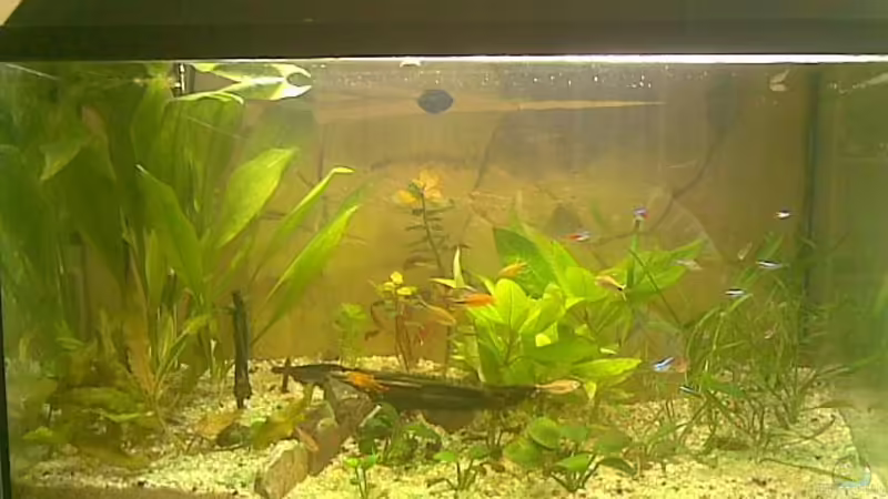 60 L Becken 60 L Becken