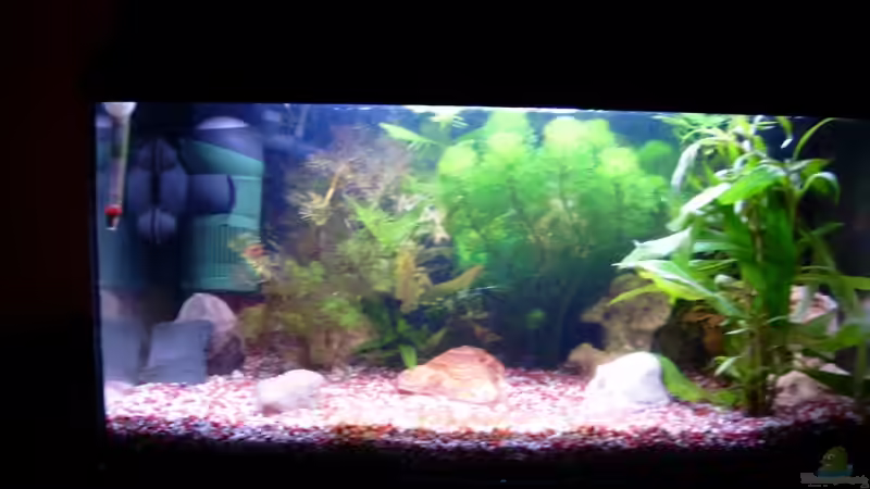 60 Liter Aufzuchtbecken 60 Liter Aufzuchtbecken