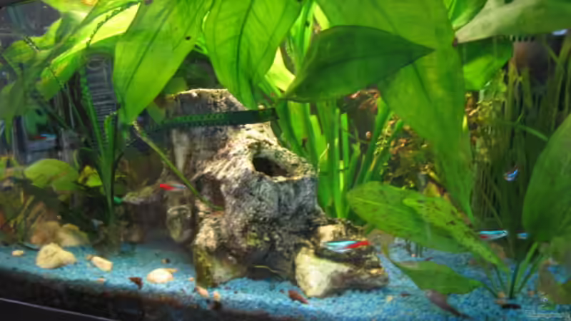 60cm Becken 60cm Becken