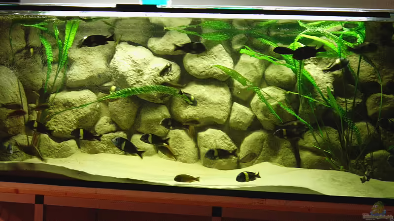 650 Liter Tanganjikasee 650 Liter Tanganjikasee