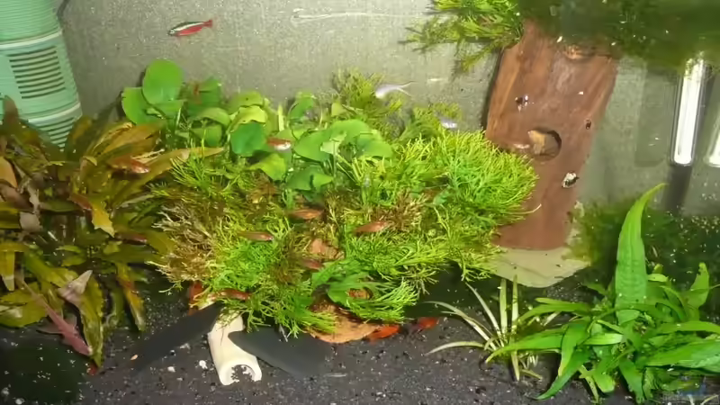 72 Liter Gesellschaftsbecken 72 Liter Gesellschaftsbecken