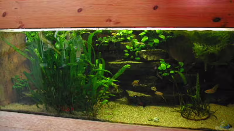 850 l Tanganjikabecken 850 l Tanganjikabecken