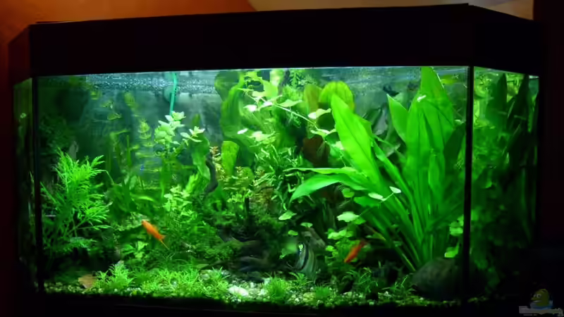 Abends im März 2011 Abends im März 2011