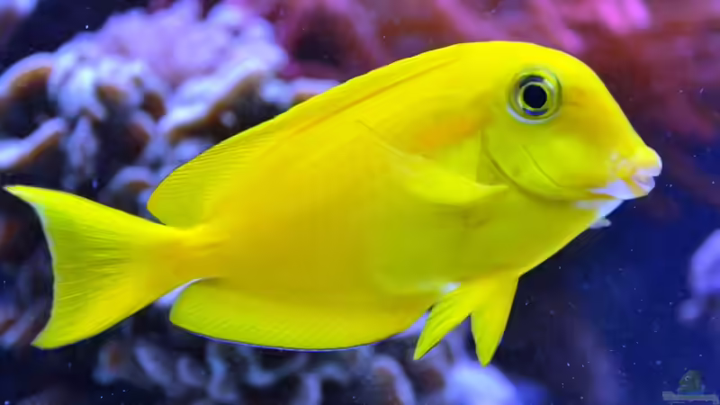Aquarien mit Acanthurus olivaceus (Orangefleck-Doktor)