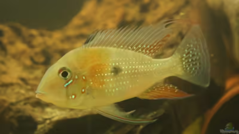 Acarichthys heckelii - lässt sich lieber ablichten als die Uarus.... Acarichthys heckelii - lässt sich lieber ablichten als die Uarus....