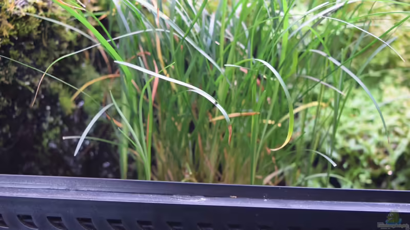 Acorus gramineus im Aquarium (Einrichtungsbeispiele mit Graskalmus)