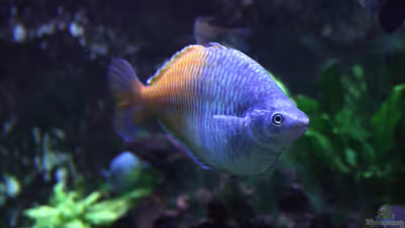 Ährenfische: Das ist der Ursprung des Namens