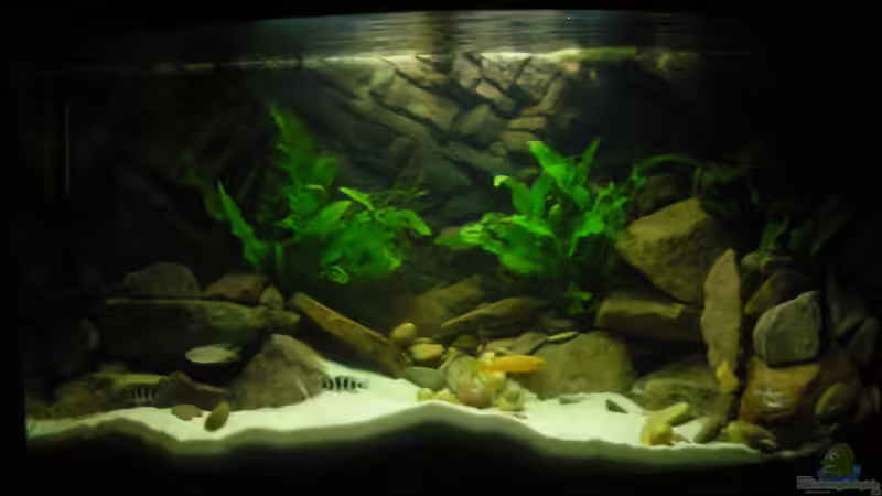 african tank african tank