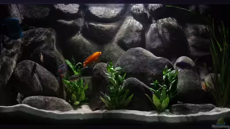 Afrika im Glas Afrika im Glas