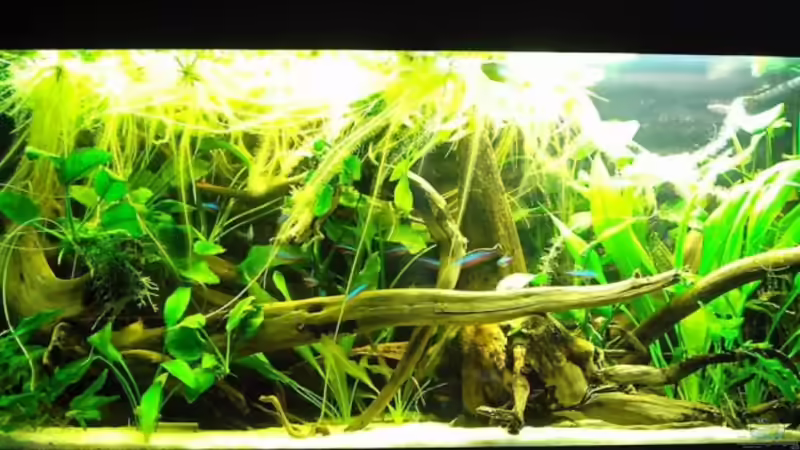 Afrikanisch-Südamerikanische Gesellschaft Afrikanisch-Südamerikanische Gesellschaft