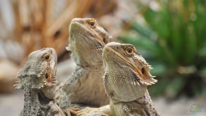 Agamen: Eine große Familie von Terrariumtieren
