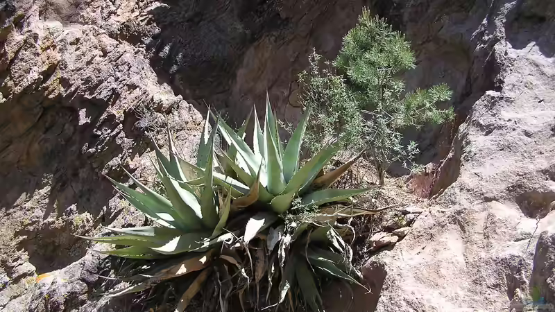 Agaven im Garten kultivieren
