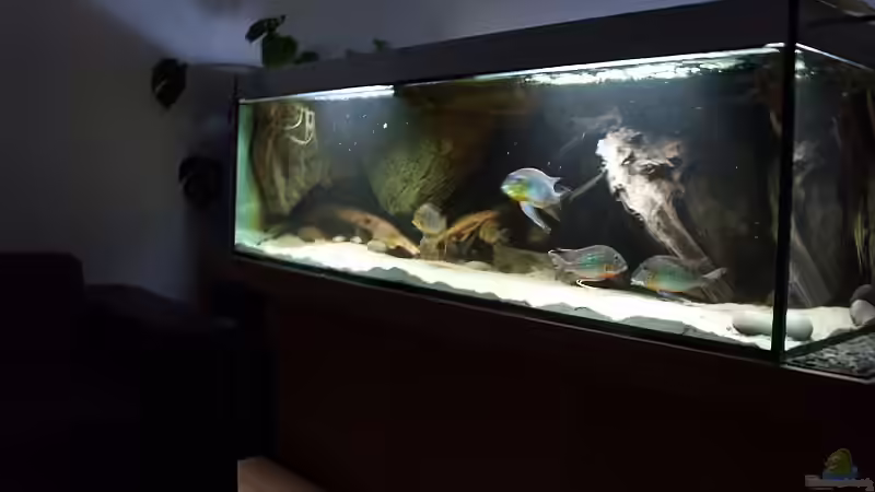 aktuelle Aufnahme (ohne Blitz) aktuelle Aufnahme (ohne Blitz)