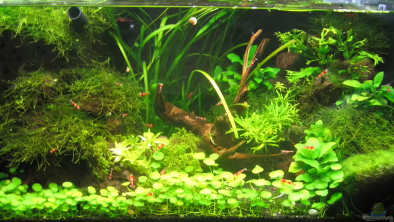 aktueller Stand Juli 09 aktueller Stand Juli 09