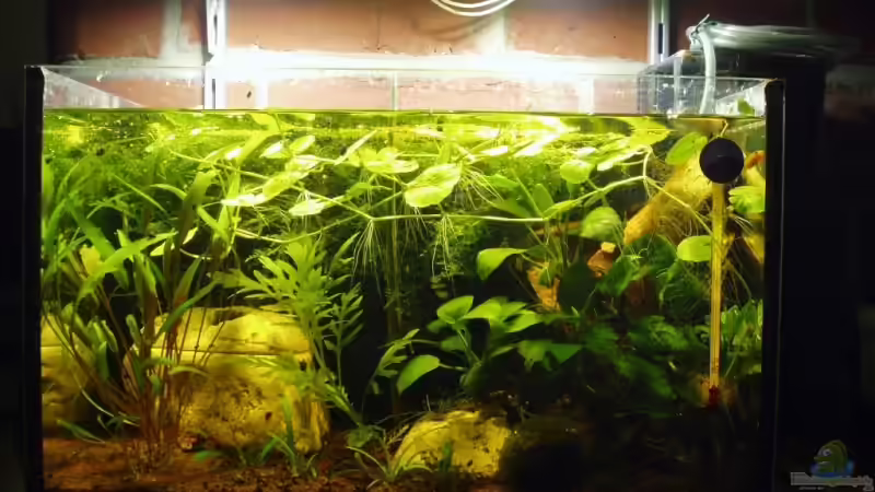 Aktuelles Bild vom 31.03.2007. Auf dem Bild kann man zwei Jungfische erkennen. Aktuelles Bild vom 31.03.2007. Auf dem Bild kann man zwei Jungfische erkennen.