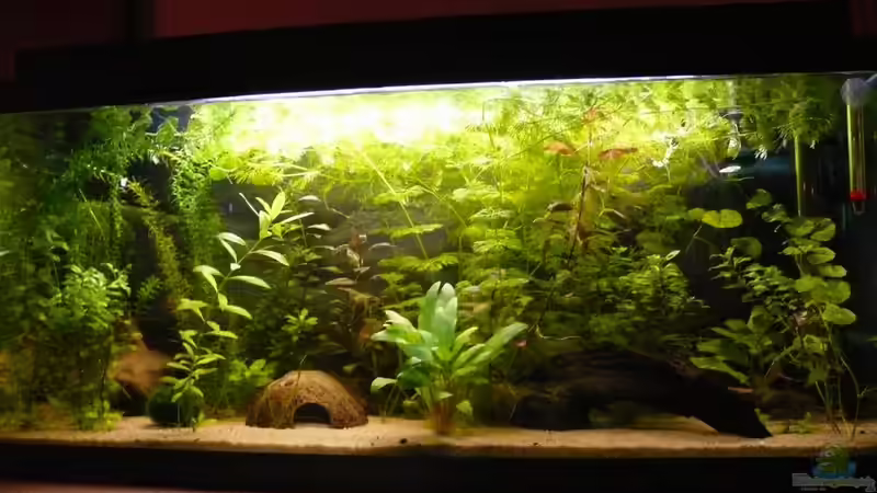 Aktuelles Bild am 8.12. 2009 Aktuelles Bild am 8.12. 2009