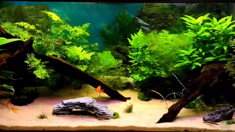 Aktuelles Erscheinungsbild Aktuelles Erscheinungsbild