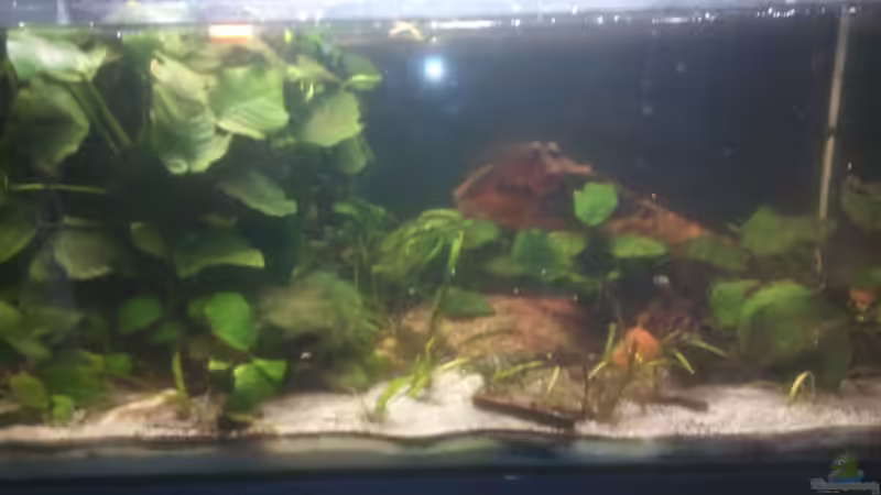 Aktuelles Foto des Beckens Aktuelles Foto des Beckens