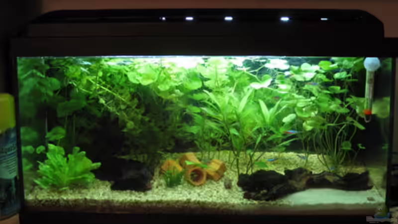 Aktuelles Foto vom 18.12.2007, man beachte die gro??e Apfelschnecke im Vordergrund! Aktuelles Foto vom 18.12.2007, man beachte die gro??e Apfelschnecke im Vordergrund!